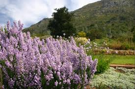 Image result for Selago cecilae