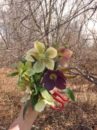 Hellebores sound like a dream come true. Hellebore Harvesting How To Lovenfresh