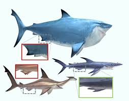 Did animators know that two of three “Finding Nemo” sharks cannibalized  their own siblings? – The Fisheries Blog