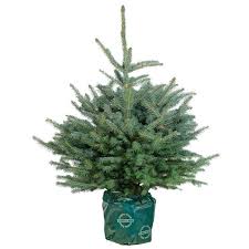 Check spelling or type a new query. Blue Spruce Pot Grown Christmas Tree Wellpark Garden Centre