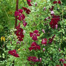 Maybe you would like to learn more about one of these? Clematis Viticella Rubra Friedrich M Westphal Clematiskulturen