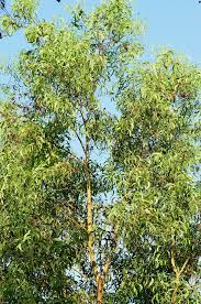 Image result for Acacia afra
