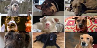 How a Dog-Friendly Workplace Boosts Productivity and Happiness