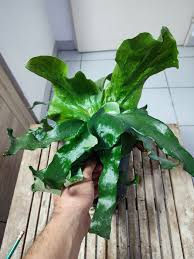 Image result for Platycerium stemaria