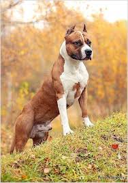 What Makes My Dog Training System So Unique American Pitbull Terrier Dog Breeds Terrier Dog Breeds