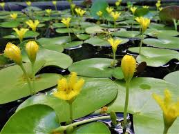 Image result for Nymphoides
