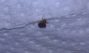 Bedbugs are not dangerous and don't typically transmit disease, though some people have allergic reactions to them or get secondary infections from scratching bites. How To Identify Bedbugs And Distinguish Them From Other Pests Dengarden