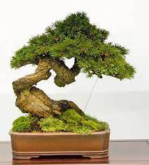Pin By Nancy On Bonsai Japanese Bonsai Tree Bonsai Tree Types Bonsai Tree
