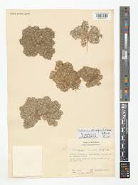 Image result for Galeomma