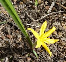 Image result for Curculigo