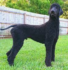 Great Short Clip Standard Poodle Poodle Haircut Black Standard Poodle