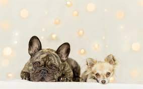 download wallpapers small dogs puppies french bulldog chihuahua dogs cute animals year of the dog besthqwallpapers com bulldog dog bulldog cute animals