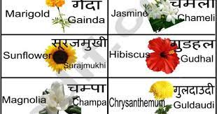 Pin By Pauline Kivach On Flowers Hindi Language Learning Indian Flower Names Flower Chart