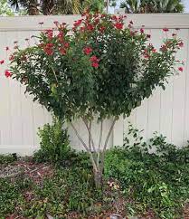 My husband buys them for me for anniversaries and birthdays. Growing Jatropha Integerrima Caring For The Spicy Jatropha Tree