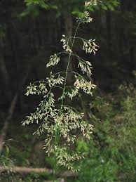 Image result for Deschampsia