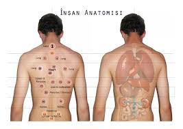 Cupping Points Chart Pdf Cupping Body Map Hijama Points For