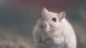 Ratten will ich weder im haus noch im garten wg. Wo Leben Ratten Im Garten Vertreiben
