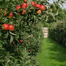 We grow chestnut, walnut, butternut, heartnut, almond, black walnut, pecan, hickory, hazelnut/filbert, chilean nuts, nut pines, and many other kinds of nut trees check out our collection of bareroot trees, potted trees. Shade Fruit Nut Trees And Berry Plants Lakeland Yard And Garden