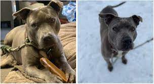 You must come to the center to adopt an animal and refer to the animal's animal id (starts with the letter. Adopt One Of These Cats Or Dogs At Long Island Shelters