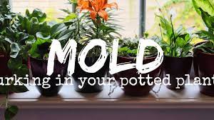 It's sometimes a dark green color. How To Get Rid Of White Fuzzy Moldy Potting Soil Dengarden