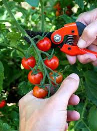 Pin On Vegetal