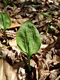 Image result for Ophioglossum richardsiae