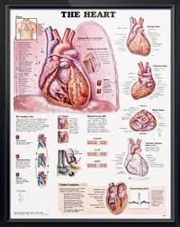 The Heart 2e Chart 20x26 Human Heart Anatomy Heart Anatomy Medical