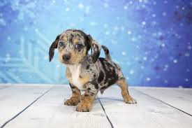Jun 09, 2019 · chihuahua mix breed dogs—is a chi mix right for you? Chorkie Chiweenie Chug A List Of Every Chihuahua Mix Dog All Things Dogs All Things Dogs