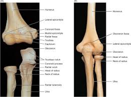 Try our newest study sets that focus on lateral epicondyle of humerus to increase your studying efficiency and retention. Humerus An Overview Sciencedirect Topics