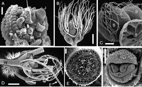 Image result for Utricularia stellaris