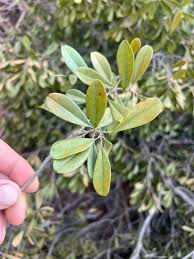 Image result for Terminalia sambesiaca