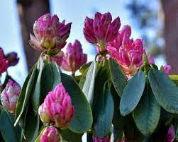 Although there is often little need for pruning rhododendrons, especially in naturalized settings, these shrubs respond well to the occasional trimming. 6 Reasons Why Your Rhododendron Isn T Flowering Gardener Report
