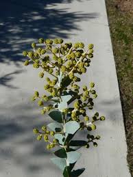 Image result for Polystachya cultriformis (yellow-flowered form)