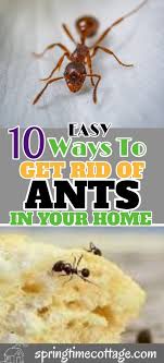 10 Easy Ways To Get Rid Of Ants In Your Home Get Rid Of Ants Rid Of Ants Ants