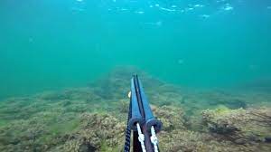 Spearfishing is the art of hunting for fish with a spear and speargun. Man Swimming And Spear Fishing In The Mediterrain Sea Free Diving Spearfisher Handling The Speargun While Diving Towards The Surface Going Through Hardcore Algae And See Grass With Sound Video By C