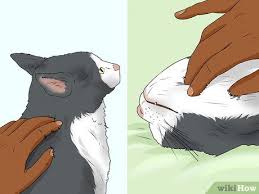 Check spelling or type a new query. How To Give Your Cat A Massage With Pictures Wikihow