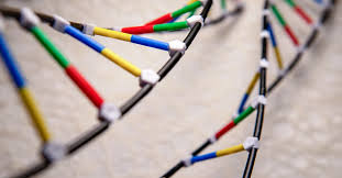 Like a recipe book or instructions for lego , dna holds the instructions for making all our proteins. What Is Dna Structure Function Pictures Facts