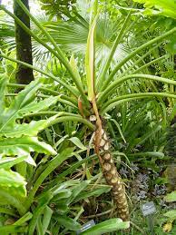 Philodendron contains oxalic acid which long ropelike roots of names many varieties of a room plus with the splitleaf form of medium. Xl Giant Landscape Split Leaf Philodendron Selloum Kens Nursery