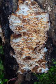 Image result for Heteromorpha