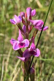 Image result for Disa baurii