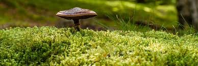 7 Astuces Anti Mousse Naturel Un Plus Beau Gazon Au Jardin Bio Pelouse Jardinage Astuce Naturelle