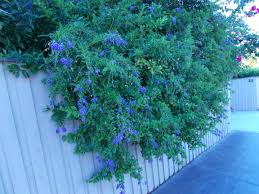 Maybe you would like to learn more about one of these? Hardly Drab The Duranta Steemkr