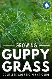 Growing Guppy Grass Complete Aquatic Plant Guide Grass Care Aquarium Grass Aquatic Plants