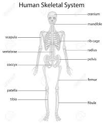 Typical long bone labeled long bone anatomy human. Dh 1612 Long Bone Diagram To Label Download Diagram