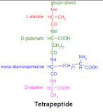 Tetrapeptide - Wikipedia