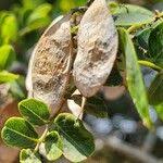 Image result for Dalbergia melanoxylon