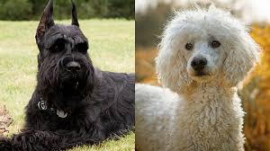 Click here to be notified when new schnoodle puppies are listed. Giant Schnoodle Giant Schnauzer Poodle Mix Info Pics Facts Doggie Designer