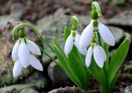 What Does The Term Snowdrop Mean