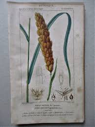 Image result for Eriochrysis