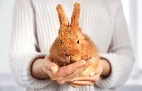 Which companies offer rabbit insurance? The Beginner S Comprehensive Guide To Pet Rabbit Care And Maintenance Pet On Bed